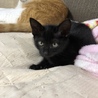 都内から2ヶ月黒猫の男の子。 サムネイル2