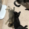 都内から2ヶ月黒猫の男の子。 サムネイル3