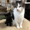都内から2ヶ月黒猫の男の子。 サムネイル4