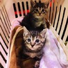 都内から1ヶ月半キジトラ兄弟、男の子。 サムネイル3