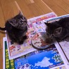 都内から1ヶ月半キジトラ兄弟、男の子。 サムネイル5