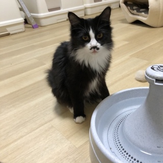 チョコちゃんの里親募集！