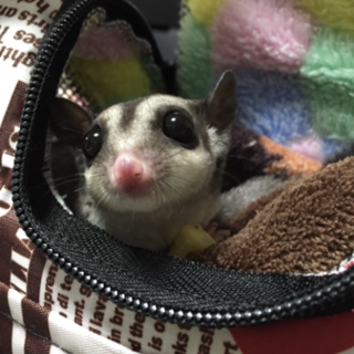 フクモモ♀ 里親募集です。