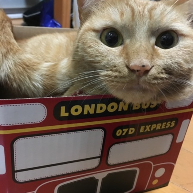えれなのカバー写真
