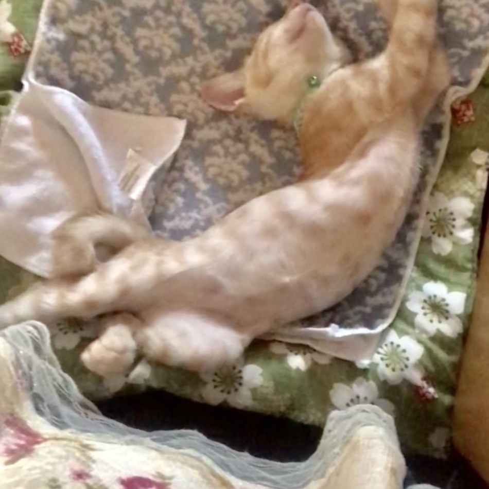 ルトゥのカバー写真