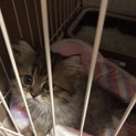 チンチラゴールデン