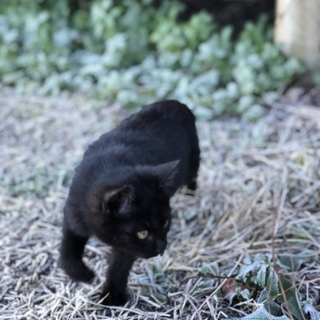 南阿蘇ねこ