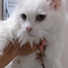 らいぞ