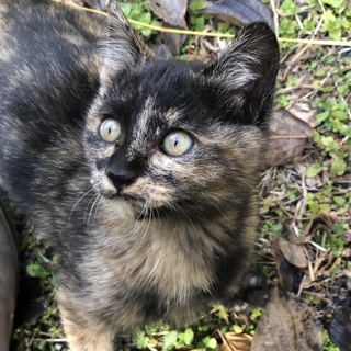 南阿蘇ねこ