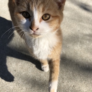 南阿蘇ねこ