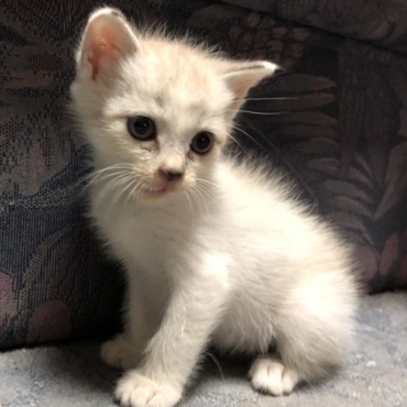 保護して間もない頃