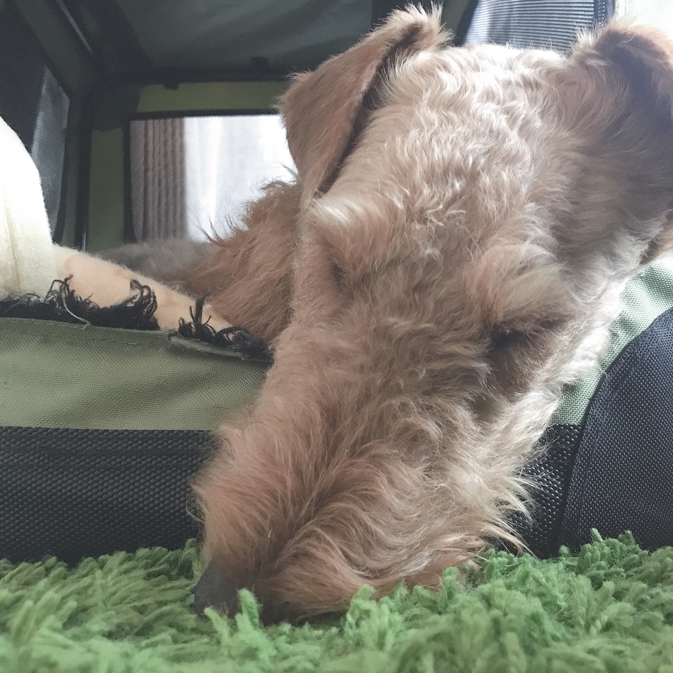 グティ のカバー写真