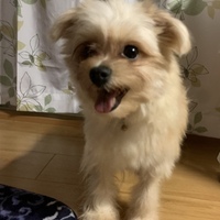 てんしん