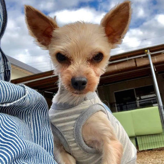 葛飾（かつしか）活発だけどビビりくん