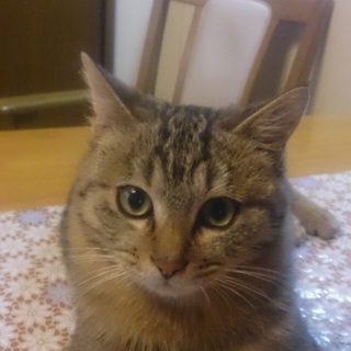 子猫里親募集！とってもお利口！飼いやすい男の子です