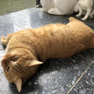 大型の大人猫ちゃん