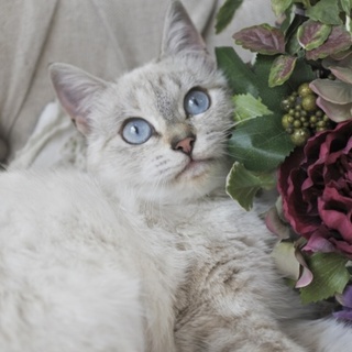 ブルーの瞳のアリスちゃん