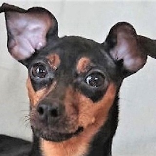 子供好き！社会性・トイレ・お留守番◎オムレツちゃん