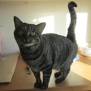 去勢済・血液検査済・医療面済の人なつこいオス三歳