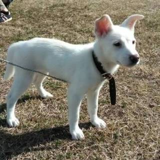 子犬　2月　白　メス