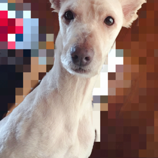 3歳イタグレちゃん里親募集❗️