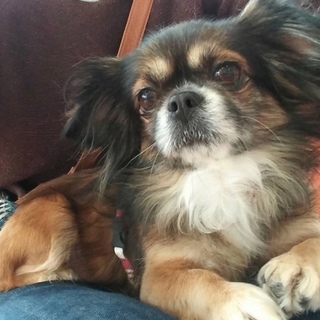 チベタンスパニエル風？チワワmixの女の子 