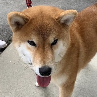 人馴れした可愛い柴っ子 よもぎ(仮名)ちゃん♪