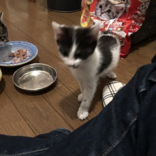 10月17日誕生日の仔猫です