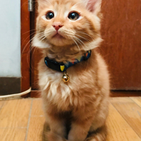 アヴィ