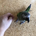 シモフリインコ(オス)の里親さん募集します！
