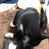 白足袋