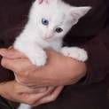 里親様が決まりました。オッドアイの白猫 ちゃん。