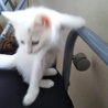 里親様が決まりました。オッドアイの白猫 ちゃん。 サムネイル2
