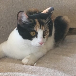 三毛☆エルサちゃん再度募集致します。