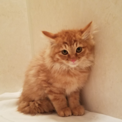 相模原ひだまりの会 ♪猫の譲渡会♪
