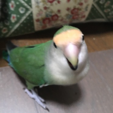 朝から遊べと主張〜