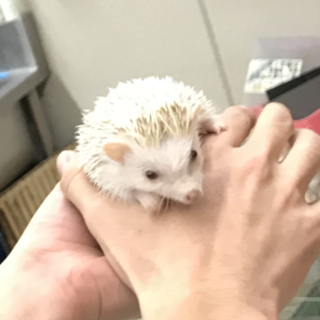 ハリネズミ１歳２ヶ月メス