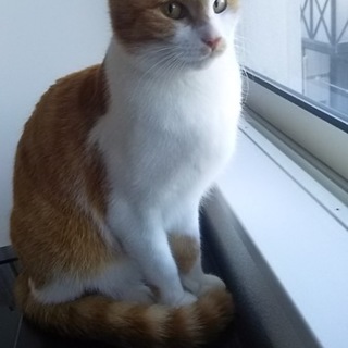 トラ猫兄妹の新しい家族になってください