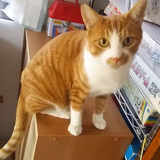 トラ猫兄妹の新しい家族になってください