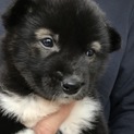 素敵な里親さんに恵まれました
