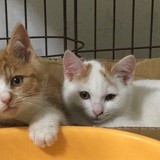 3ヶ月くらいの男の子です。