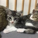 もう少しで3ヶ月のオスの子猫です