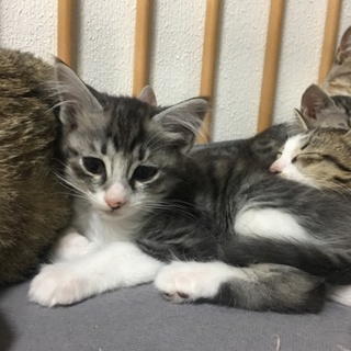 もう少しで3ヶ月のオスの子猫です