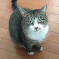 再募集です 甘えん坊の成猫です可愛がって下さい。