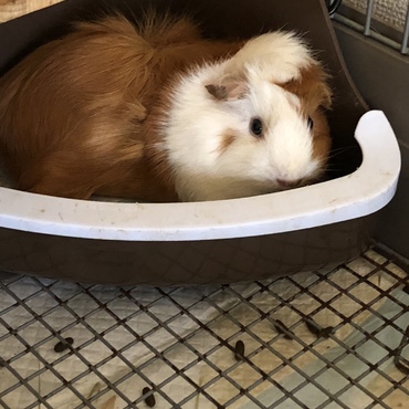 テンちゃんの写真
