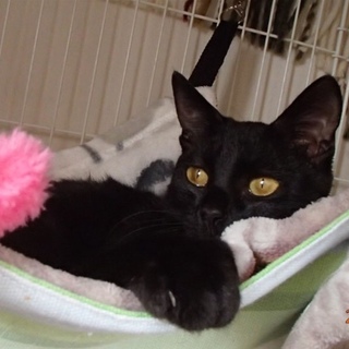 遊ぶの大好きなパセリちゃん（募集一時停止中）