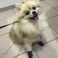 ポッポ