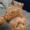 茶トラ女の子6～7ヶ月★人慣れ抜群です。 サムネイル4