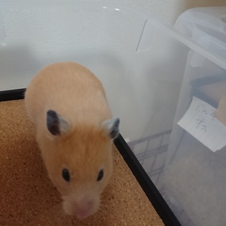 きんくまハムスター