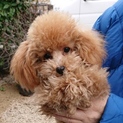 もこもこプードル☆小さな女の子☆一旦募集停止します
